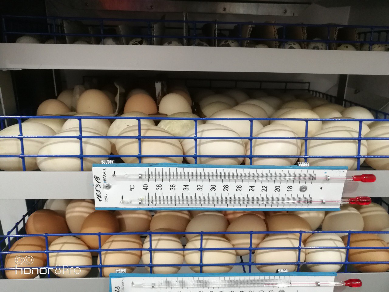 Яйцо куриное инкубационное (Бресс-гальцы)_1