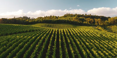 Погреб для сыра